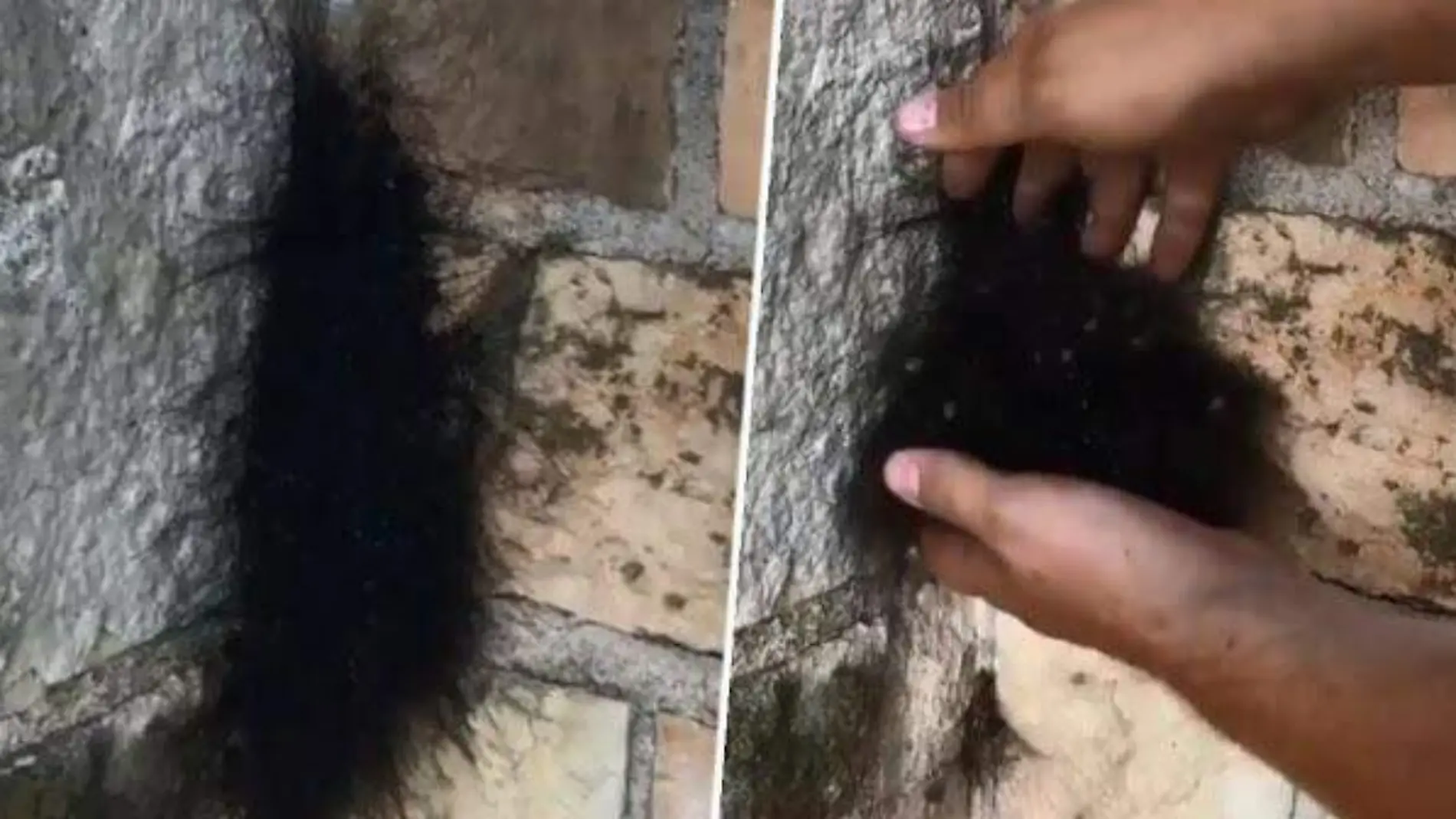 Un hombre recoge una 'bola de pelo' y descubre que son cientos de ara_as